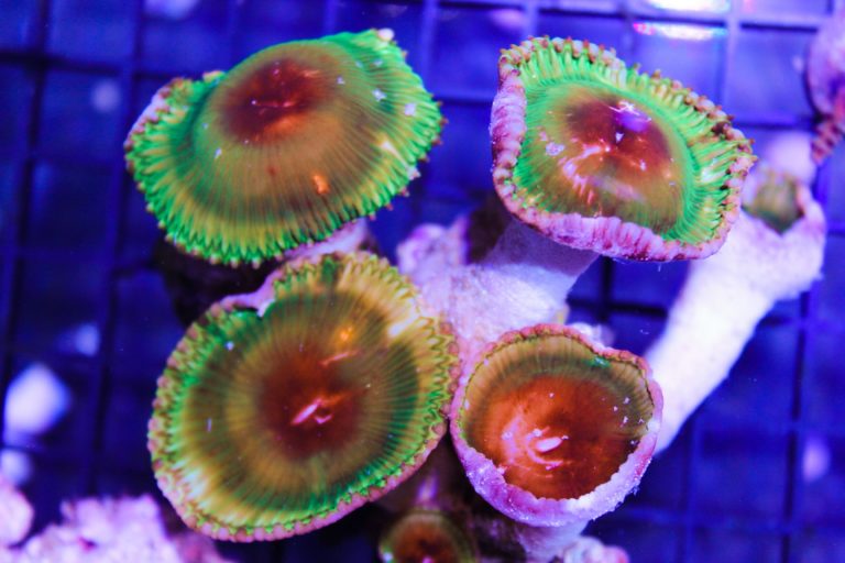 The Ultimate Zoanthid Coral Care Guide