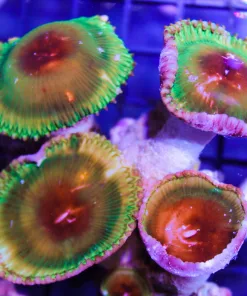 Palythoa Grandis coming soon*