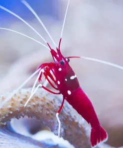 Blood Shrimp