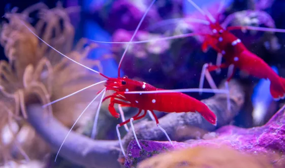VIbrant Blood SHrimp