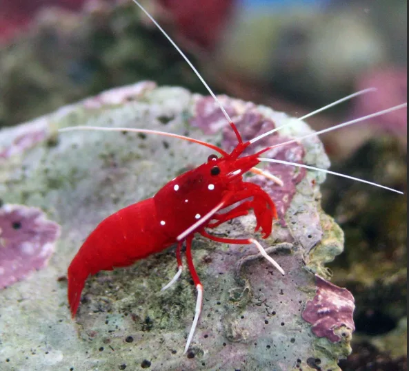 blood shrimp