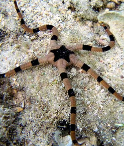 Serpent Sea Star
