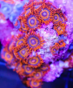 Tiger Eye Zoas