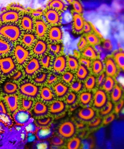 Dragon Loops Zoas