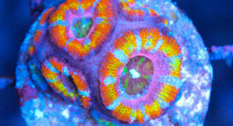 coral frags online canada