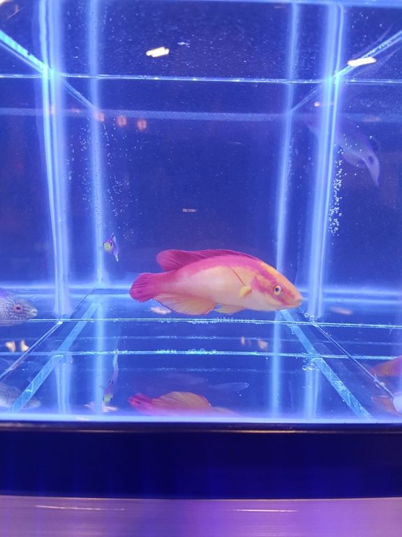 flame wrasse