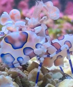 Harlequin Shrimp