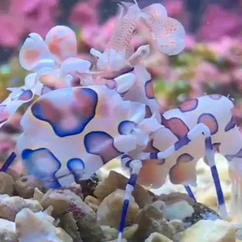 Harlequin Shrimp
