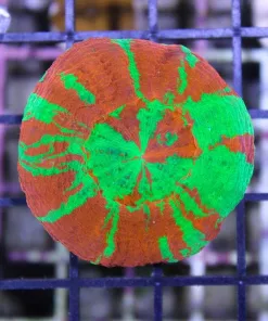 Ultra bleeding apple scoly