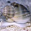nassarius snail
