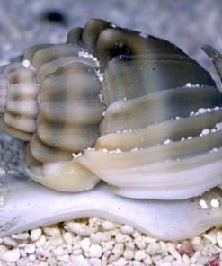 nassarius snail