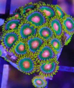 Ninja Turtle Zoas