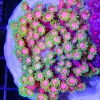 Rainbow Gonipora