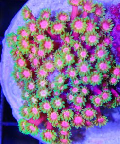 Rainbow Gonipora