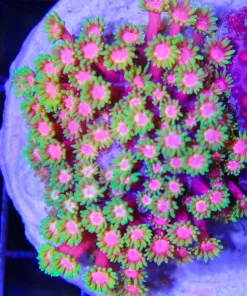 Rainbow Gonipora
