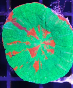 bleeding apple scoly