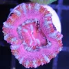 pink acan