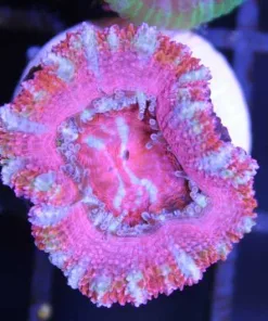pink acan