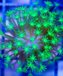 Tyree Toadstool Leather Frag  (Row #41)