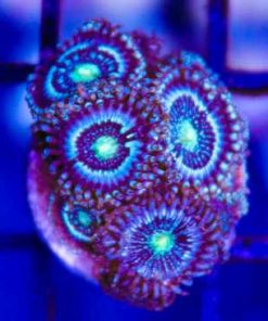 Blue Constellation Zoas