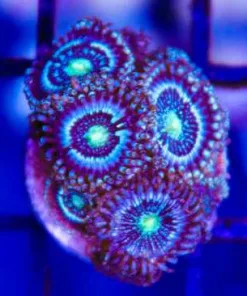 Blue Constellation Zoas