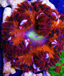 wysiwyg ultra rock flower anemone