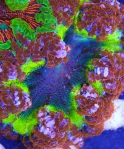 ultra rock flower anemone