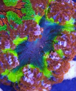 ultra rock flower anemone