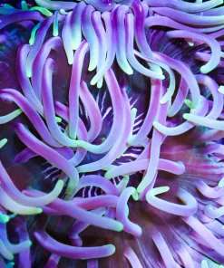 Long Tentacle Anemone