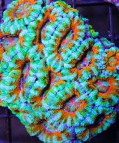 wysiwyg ultra acan colony