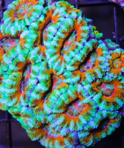 wysiwyg ultra acan colony
