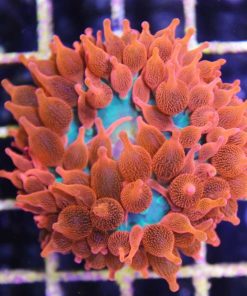 ultra flame bubbletip