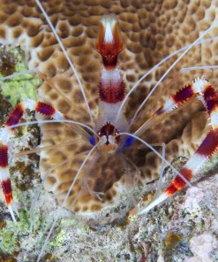Dwarf Coral Banded Shrimp