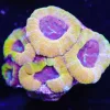 Golden Acan