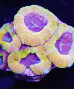 Golden Acan