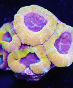 Golden Acan