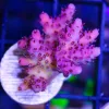 Red Acropora