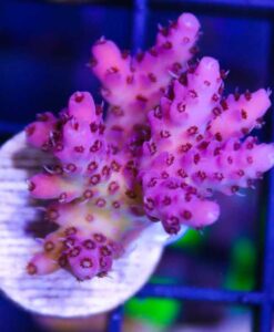 Red Acropora