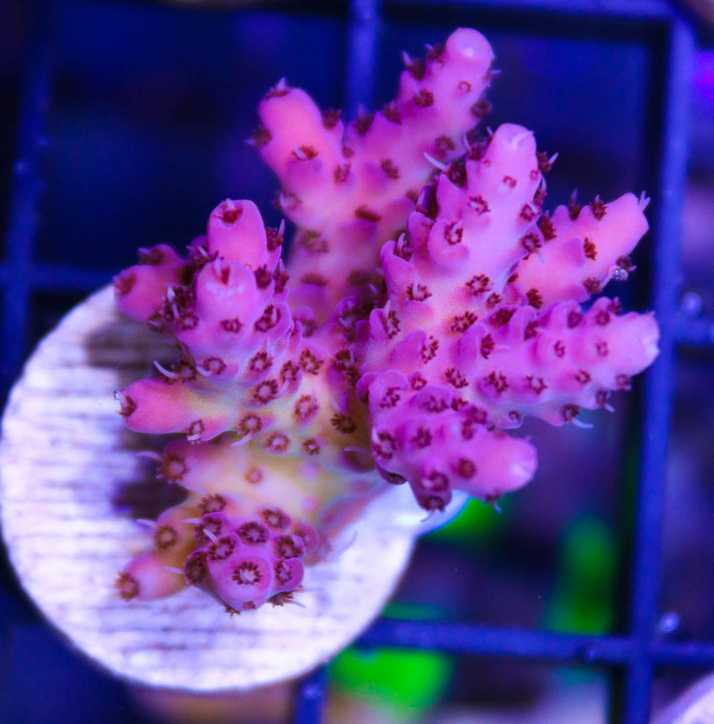 Red Acropora