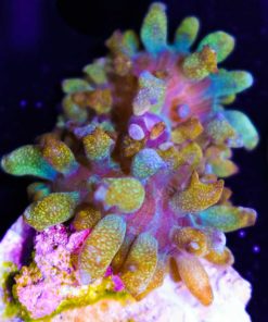 Bounce St Thomas Mushrrom