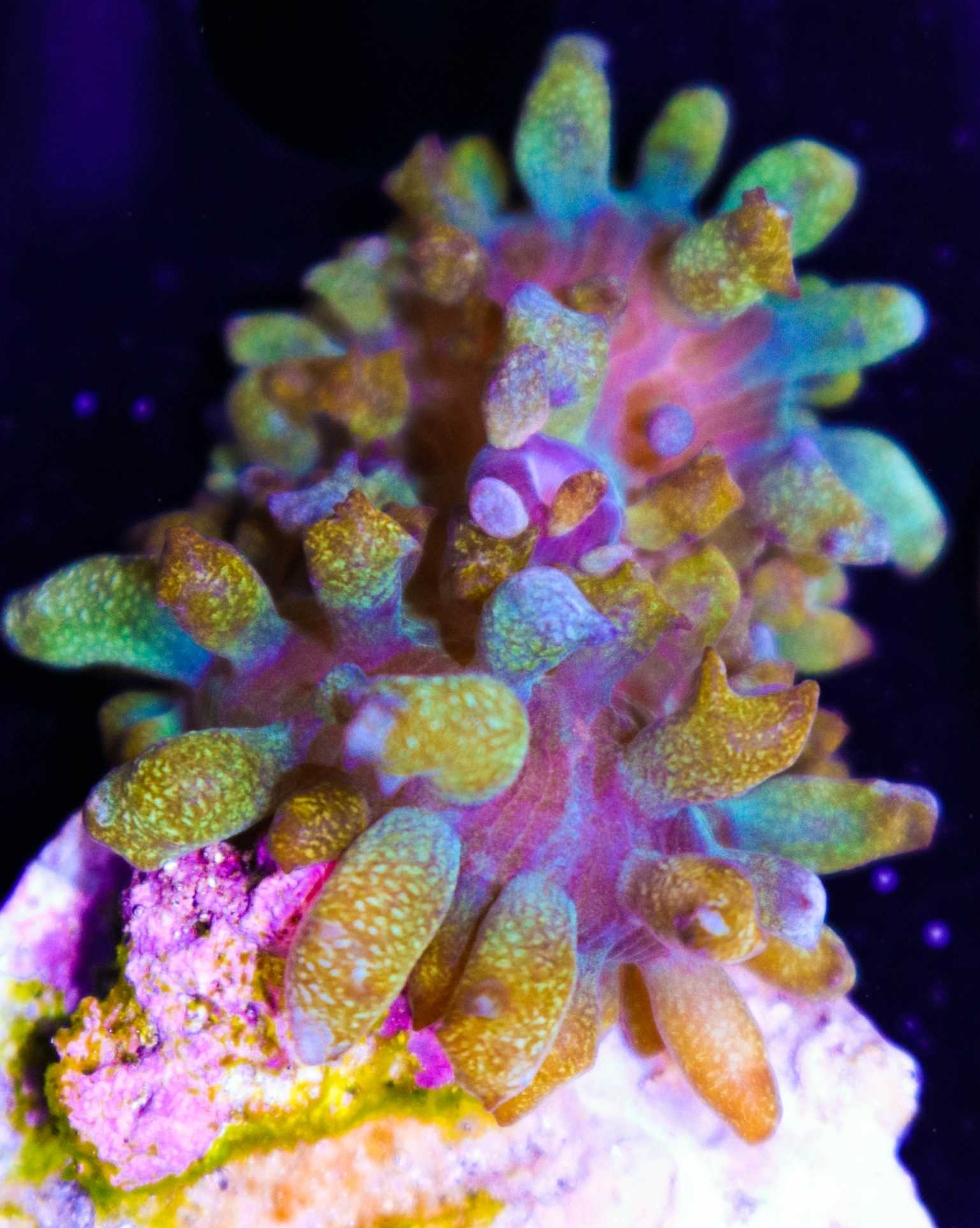 Bounce St Thomas Mushrrom - Frag Box Corals