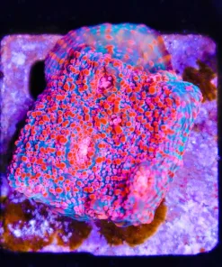 Pink Bubblegum Chalice