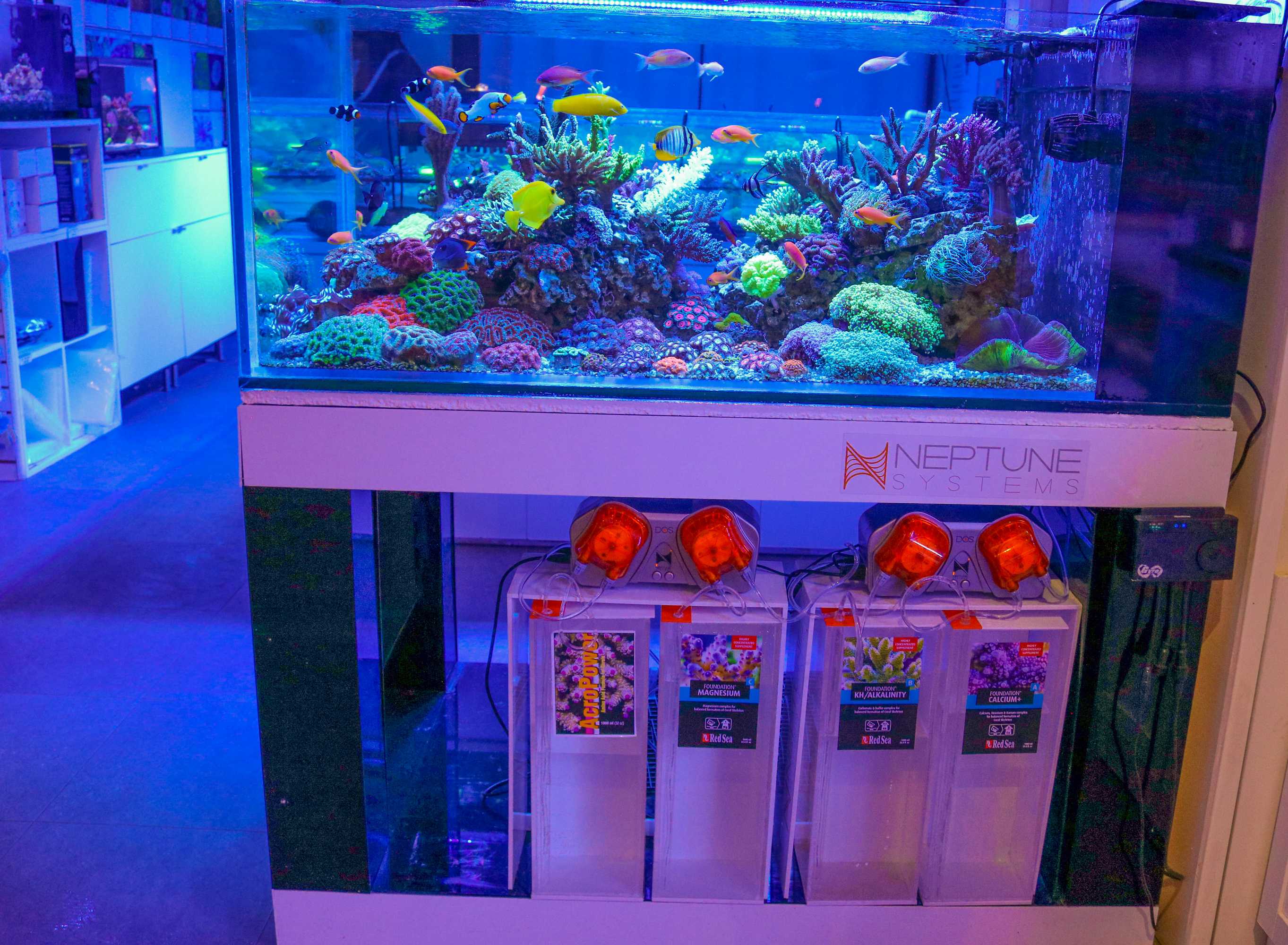 Fragbox Mixed Salt Water Reef - Frag Box Corals
