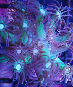 Blue Gonipora