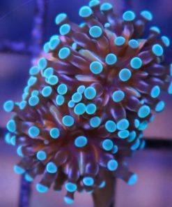 Blue Tonga Torch Coral