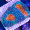 Blue Acan Enchinata