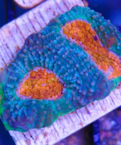 Blue Acan Enchinata
