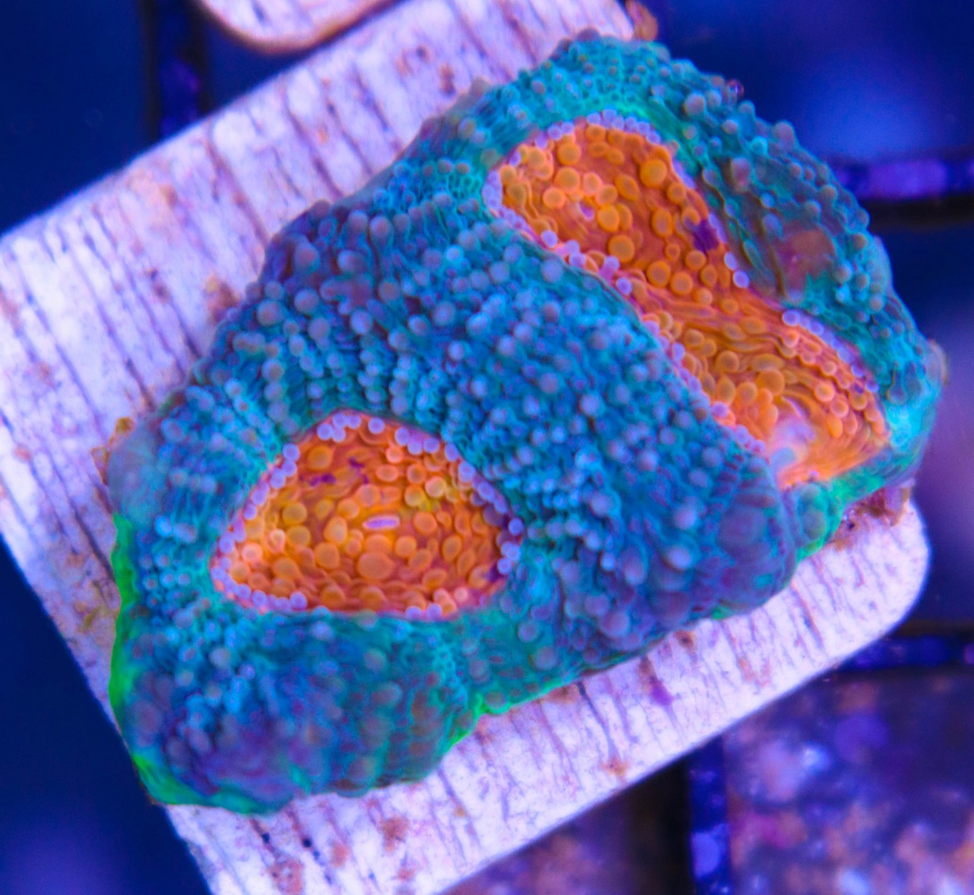 Orange Blue Acan Enchinata - Frag Box Corals