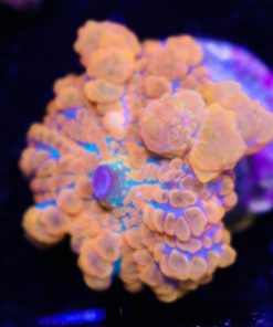 Orange Bounce Mushroom