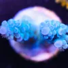 Blue Acropora Frag
